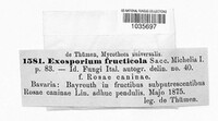 Exosporium fructicola image